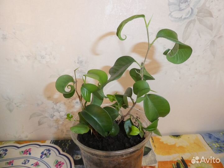 Фикус кудрявый (Ficus Barok)