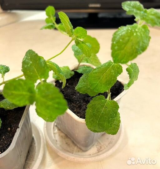 Комнатные цветы. Мята