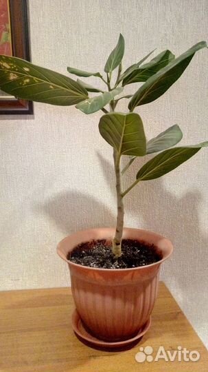 Комнатные растения