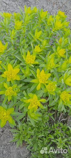 Молочай и Хосты