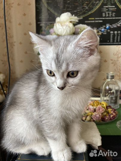 Серебряная шиншилла. Мальчик