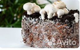 Готовые компостные грядки шампиньонов