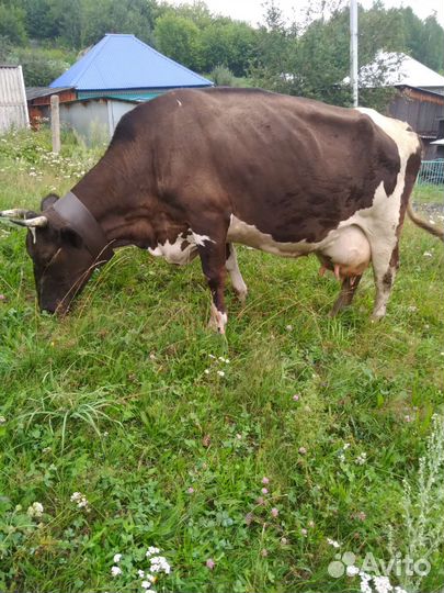 Корова высокоудойная