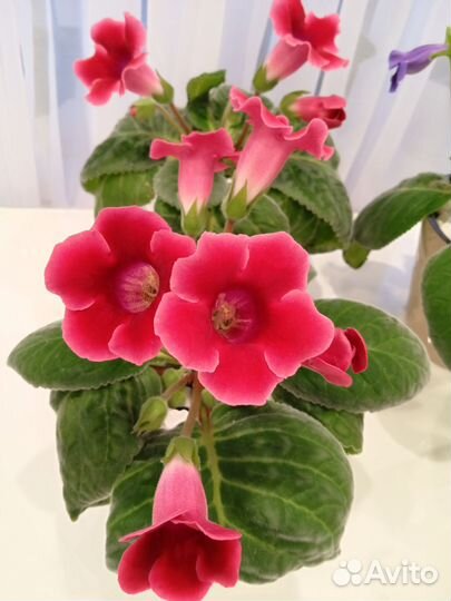 Глоксиния и тидея