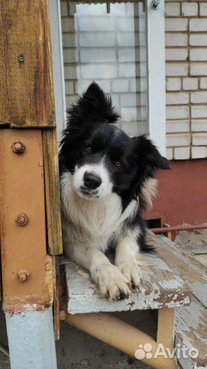 Вязка бордер