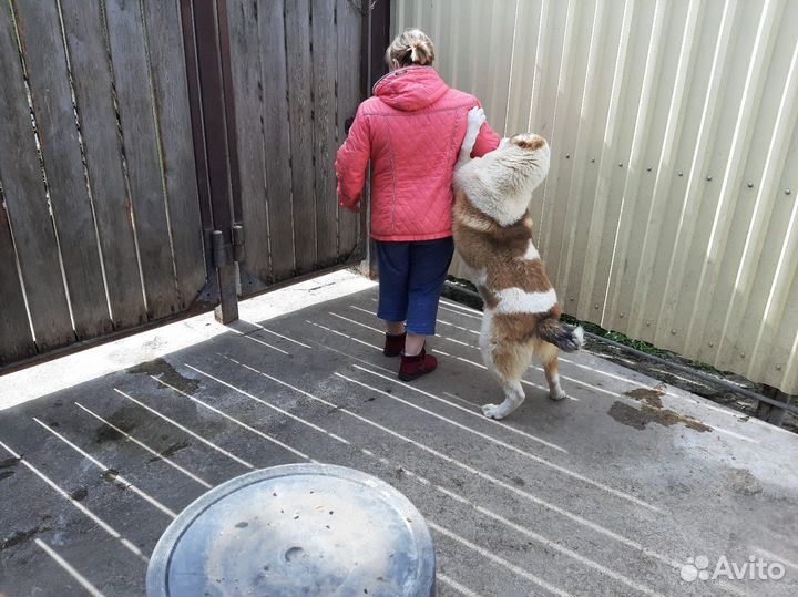 Продается девочка сао