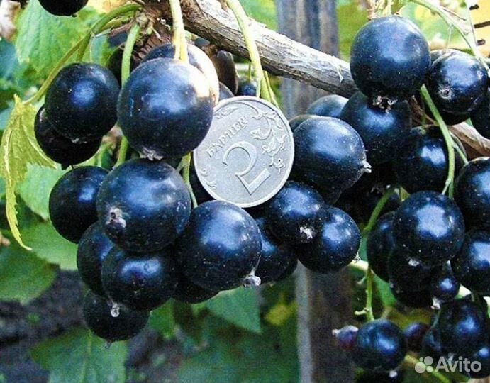 Черная смородина Биг Бен