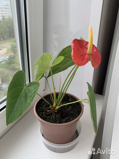 Комнатные цветы антуриум