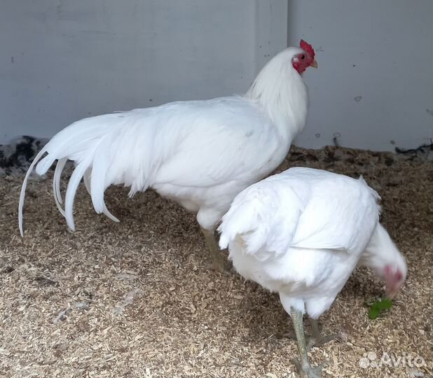 Черноплечий павлин,суматра,амераукана