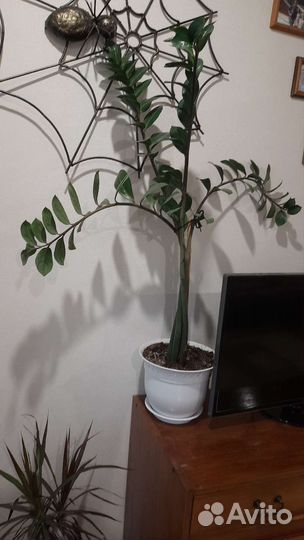 Замиокулькас супер нова