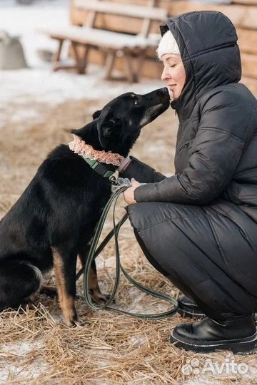 Собака Оливка ищет Дом