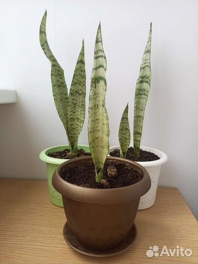 Сансевиерия щучий хвост комнатные растения