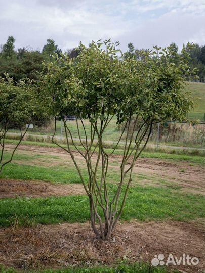 Ирга кустарник саженцы