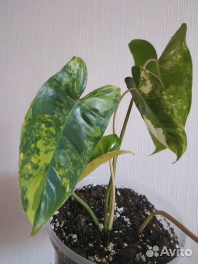 Филодендрон Бурле Макс вариегатный