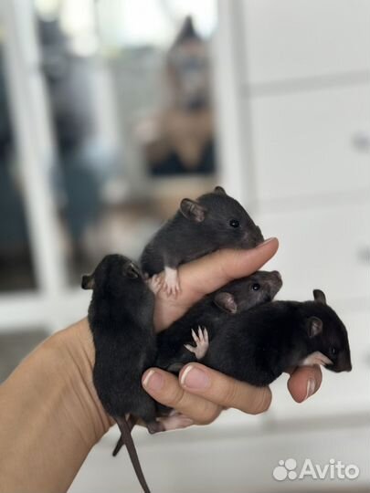 Крыса дамбо