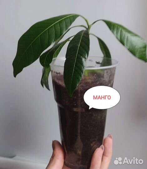 Манго Тайланд