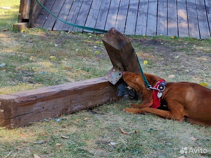 NoseWork (ноузворк) Самара (поиск запаха)