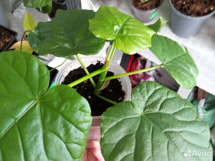 Фикус Умбилата