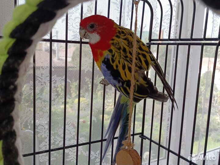 Попугай Розелла