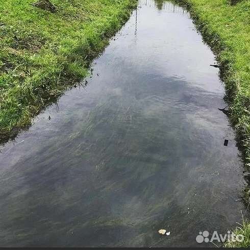 Семена газона 