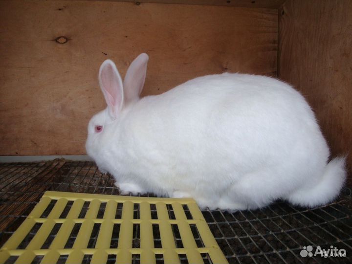 Молодняк кроликов Белый Паннон