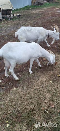 Коза дойная