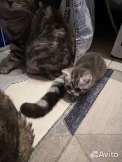 Шотландский