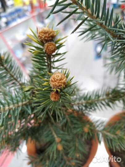 Живая Новогодняя Голубая ель