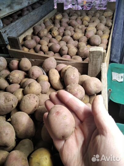 Продам картофель семенной