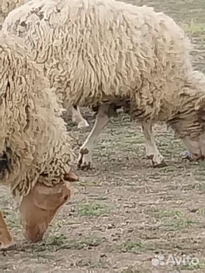 Овцы бараны
