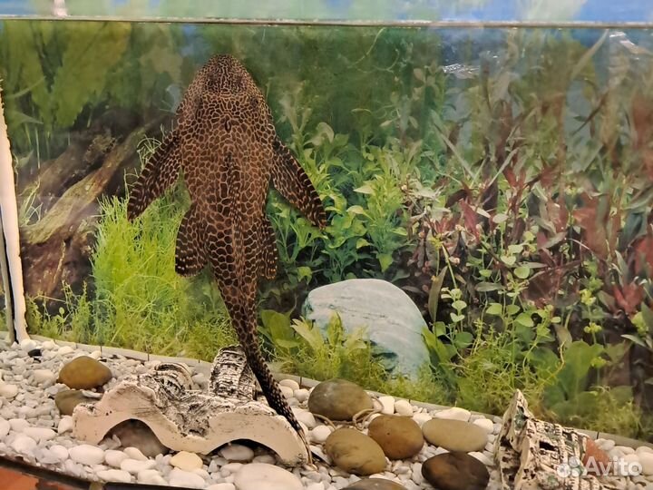 Аквариум с рыбками