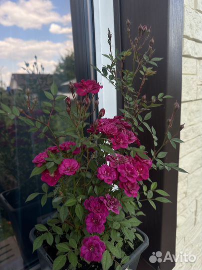 Саженцы роз