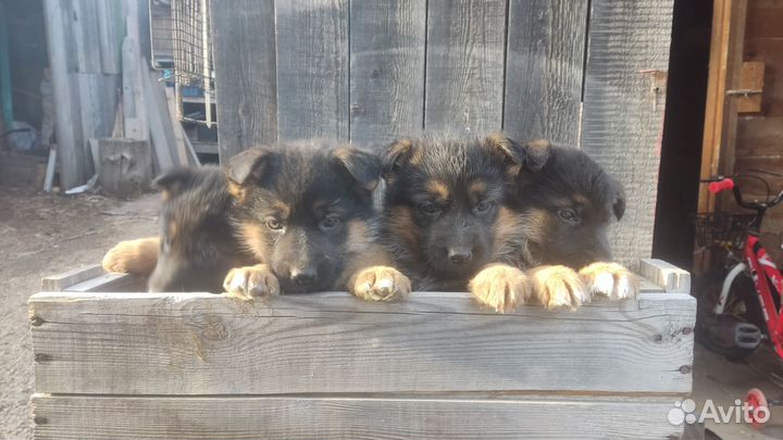 Щенки немецкой овчарки