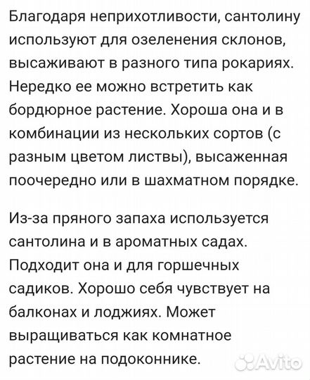 Сантолина сизая