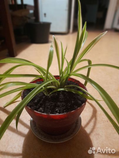 Хлорофитум