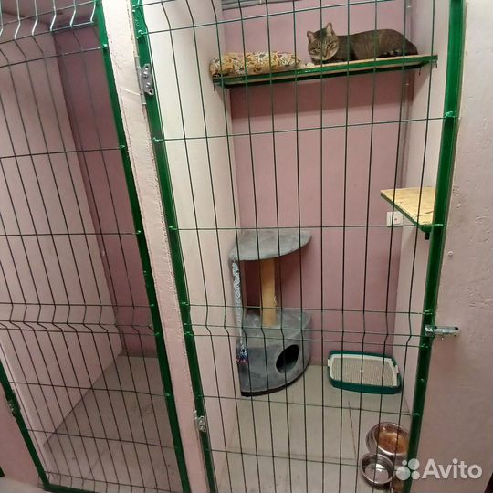 Гостиница для кошек и собак, Передержка кошек