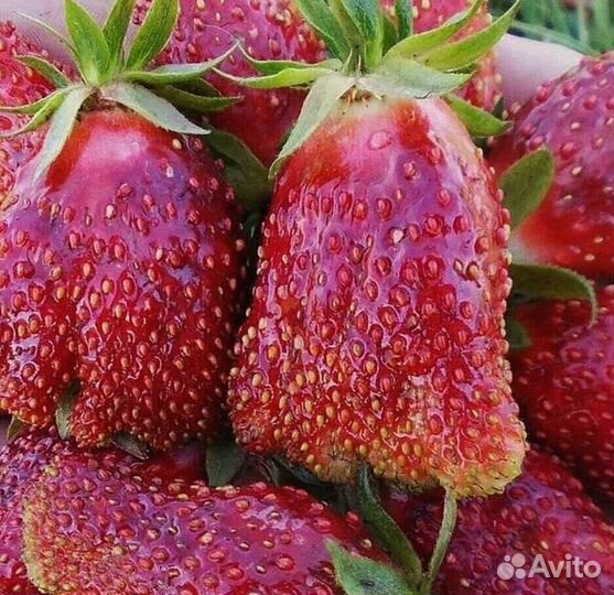 Купчиха земклубника