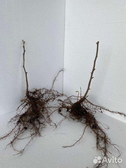 Саженцы Фундука (Кавказ, Римский, Футкурами, Прези