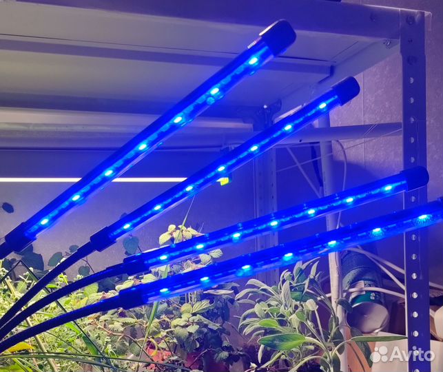 Фитолампа светодиодная