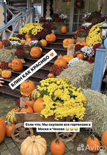 Тыква на Хэллоуин