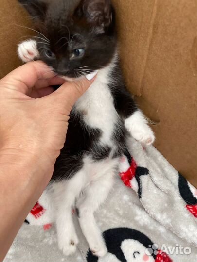 Котята в добрые руки даром