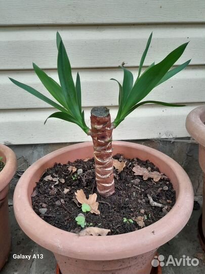 Разных саратов цветы от тысячи до пяти тысяч