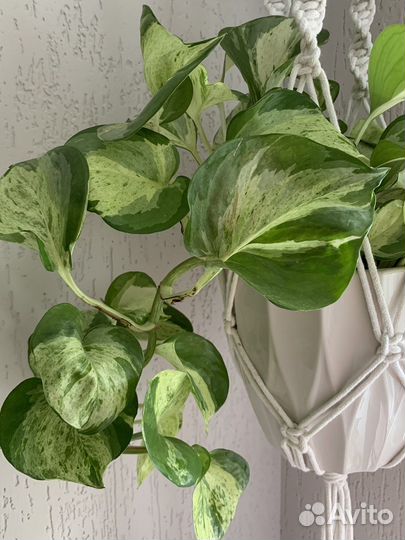 Эпипремнум хеппи лиф отростки
