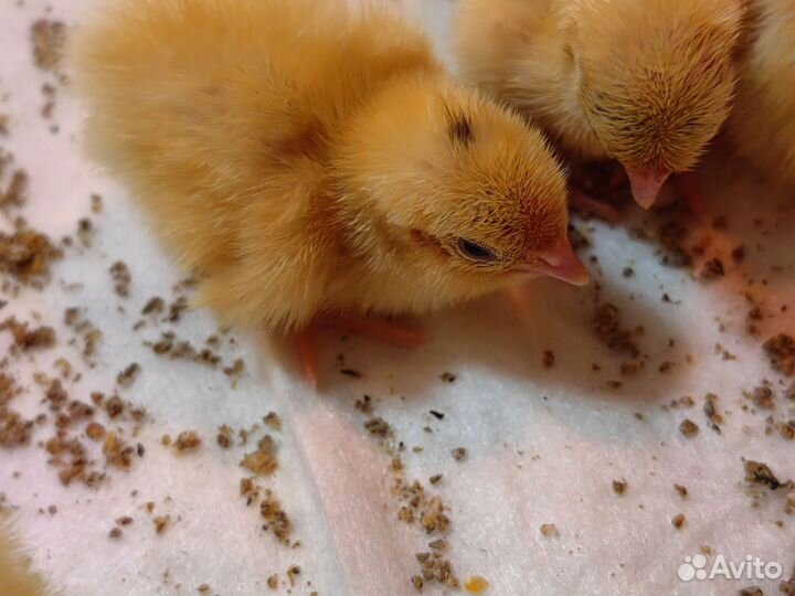 Цыплята перепела