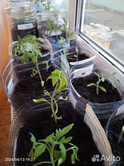 Рассада помидор