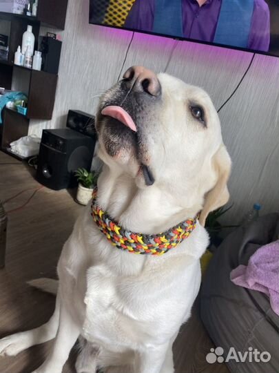 Ошейник для собак