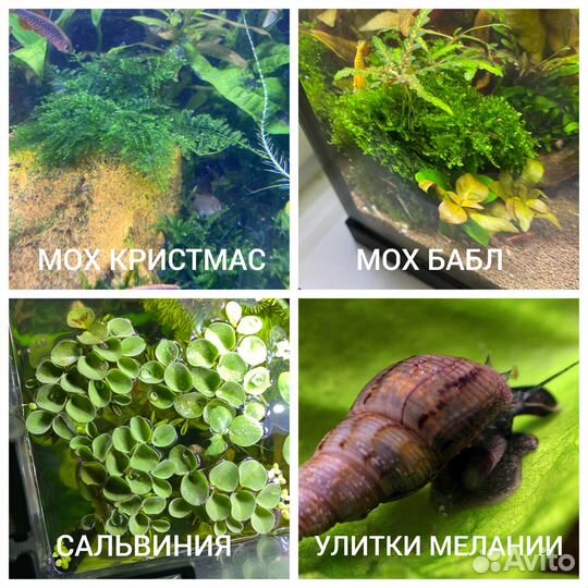Аквариумные растения