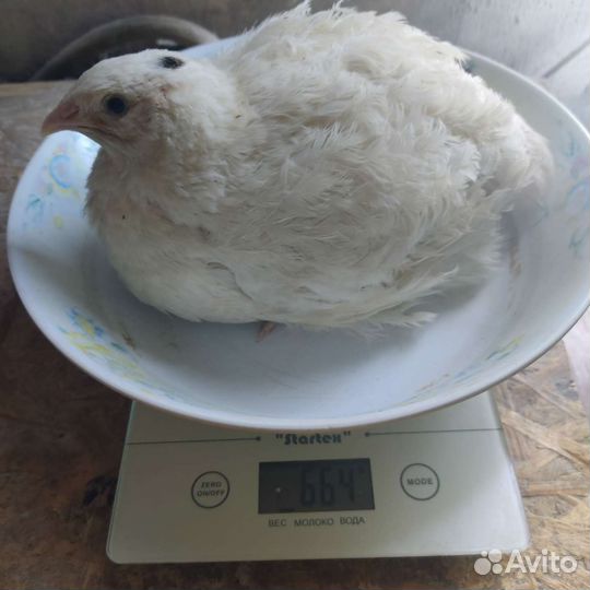 Перепела техасец