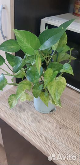 Сциндапсусы марбл квин, золотистый,н-джой