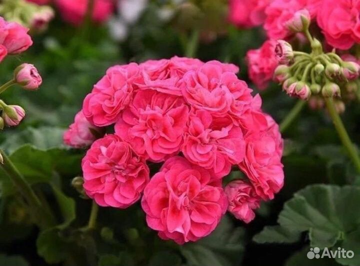 Пеларгония (герань саженцы растения цветы ростки)